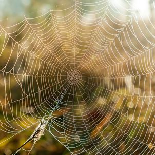 How to Clean Cobwebs | Merry Maids